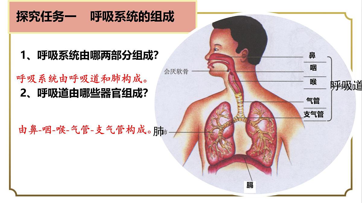 初中生物人教版（2024）七年级下册4.3.1 呼吸道对空气的处理 课件第3页