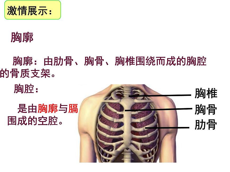 初中生物人教版（2024）七年级下册4.3.2 发生在肺内的气体交换 课件第5页