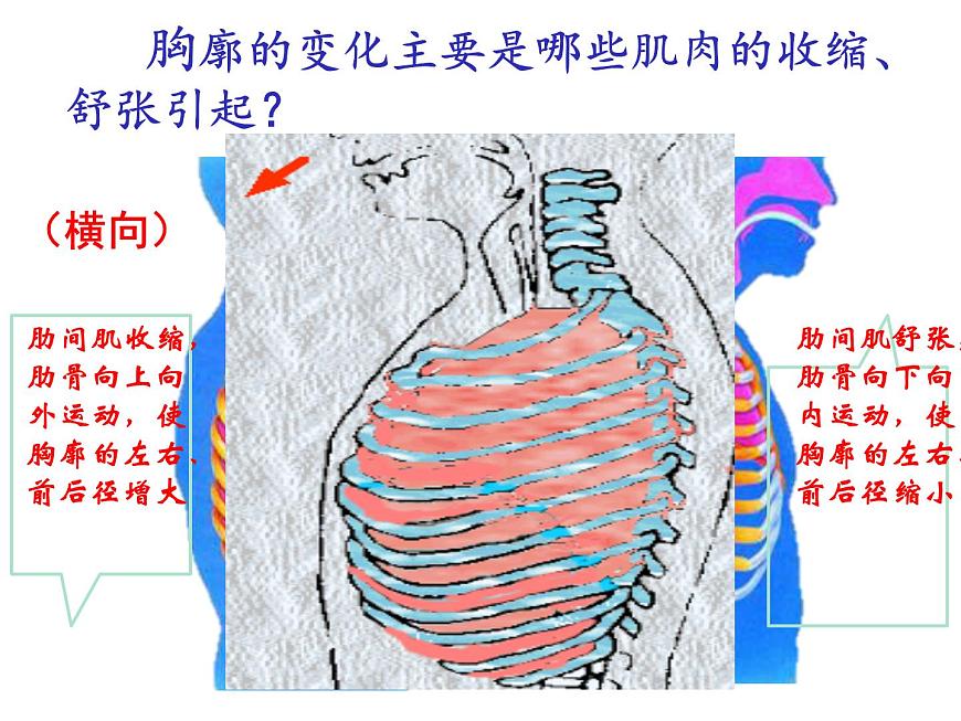 初中生物人教版（2024）七年级下册4.3.2 发生在肺内的气体交换 课件第8页