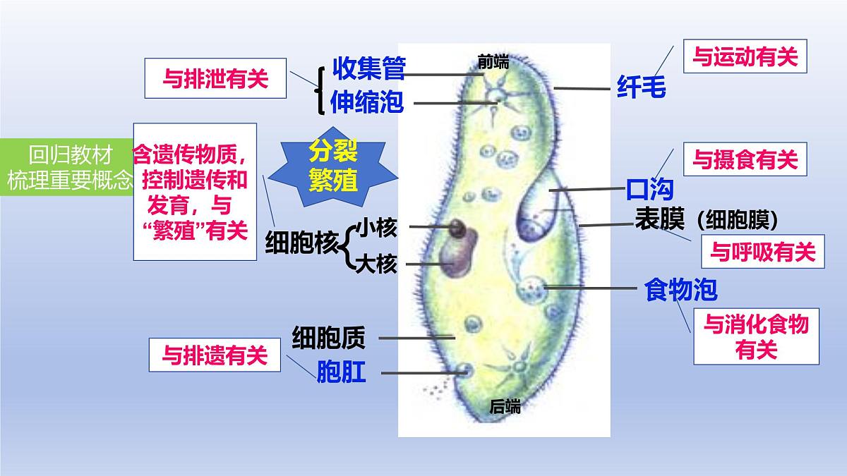 2025年初中生物会考一轮复习课件：第5讲 生物体的结构层次第8页