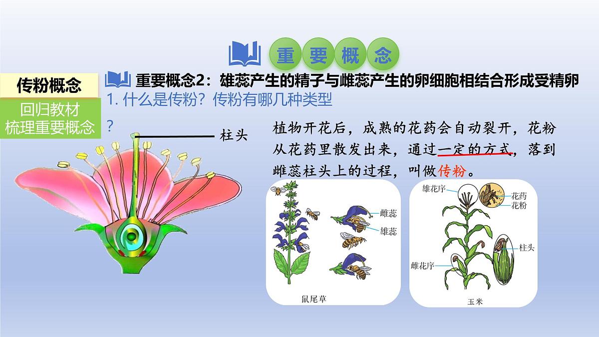 2025年初中生物会考一轮复习课件：第8讲 被子植物的开花和结果第4页