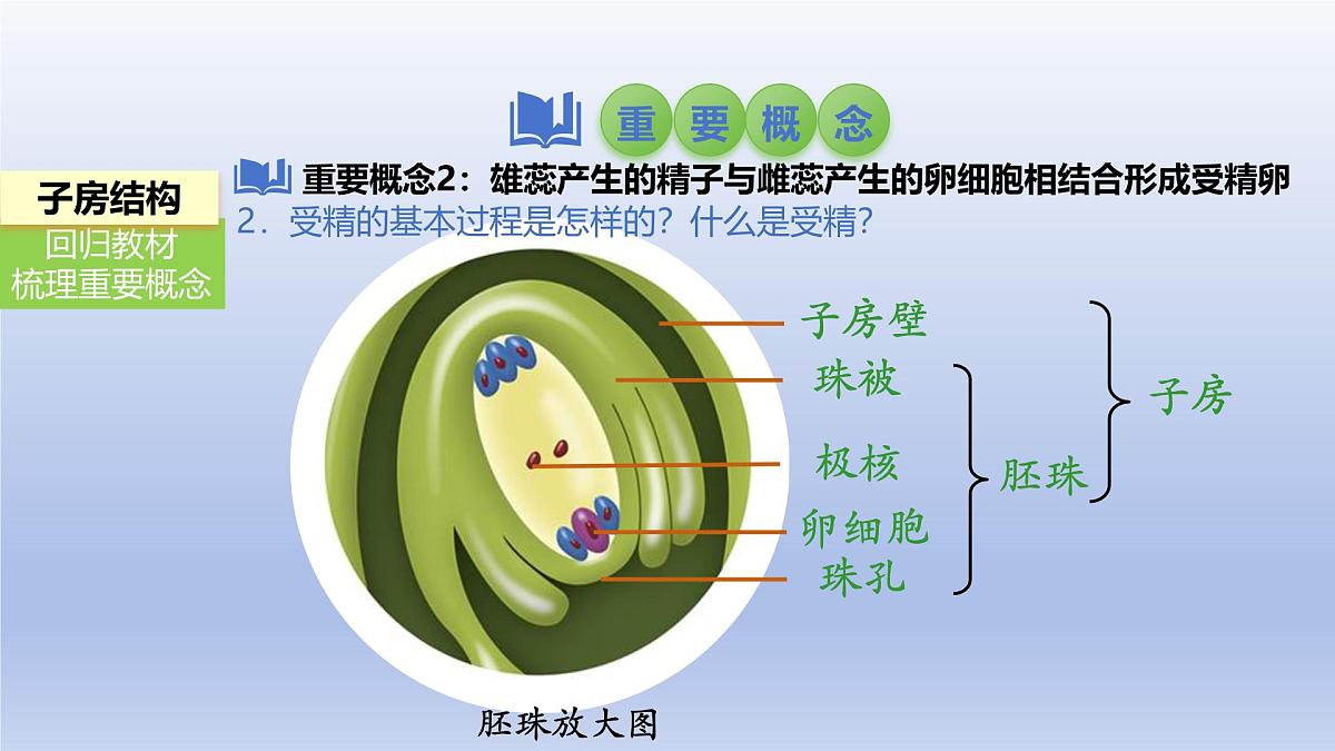 2025年初中生物会考一轮复习课件：第8讲 被子植物的开花和结果第8页
