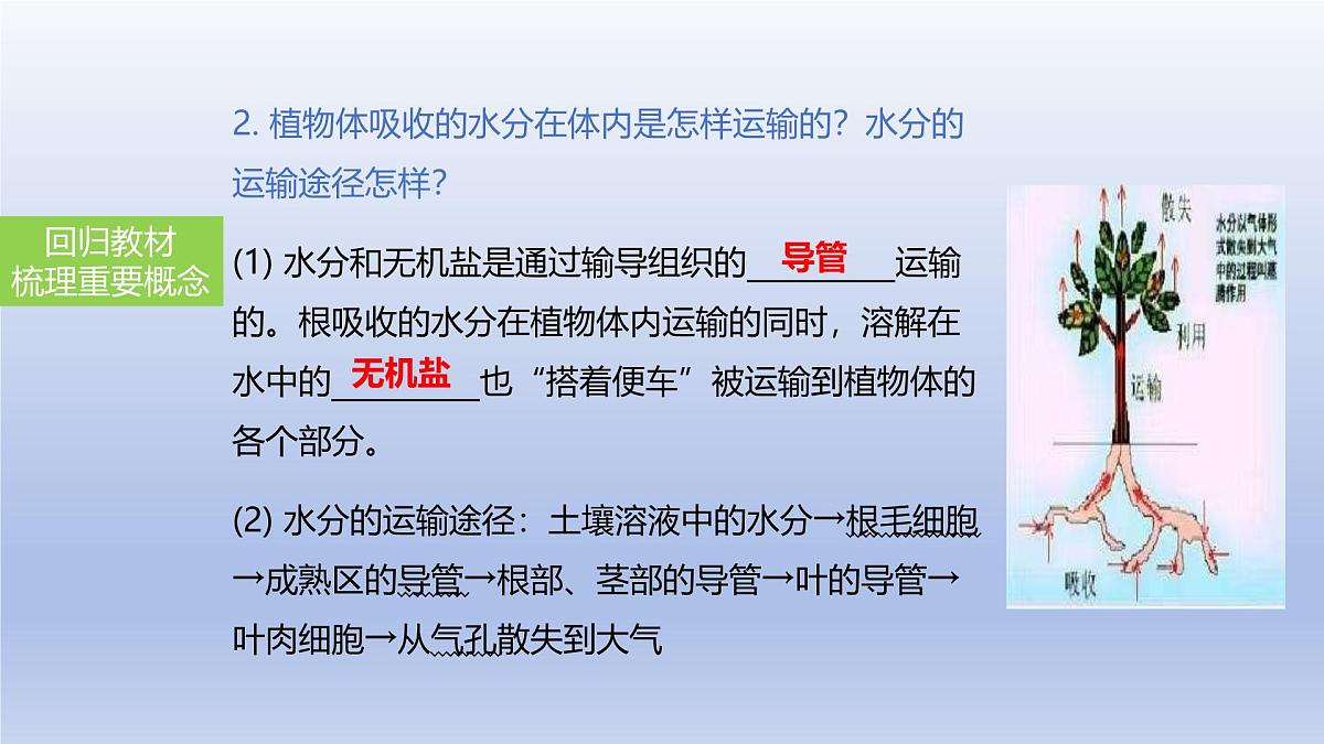 2025年初中生物会考一轮复习课件：第9讲 绿色植物与生物圈的水循环第4页