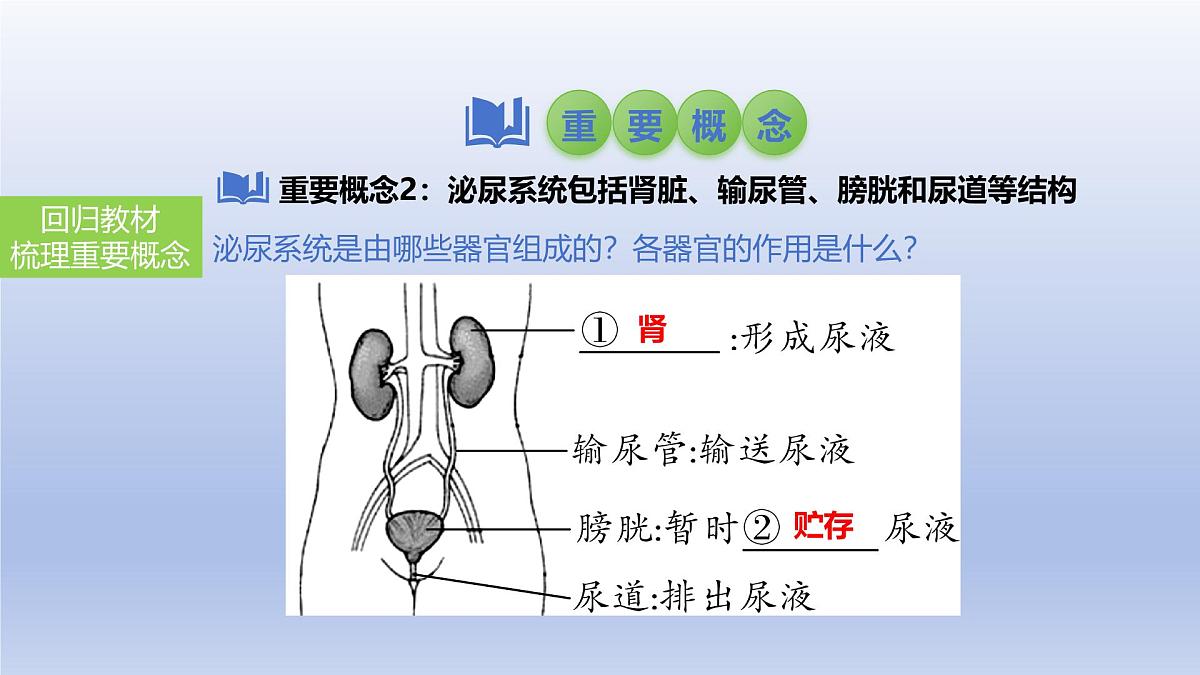 2025年初中生物会考一轮复习课件：第18讲 人体内废物的排出第5页