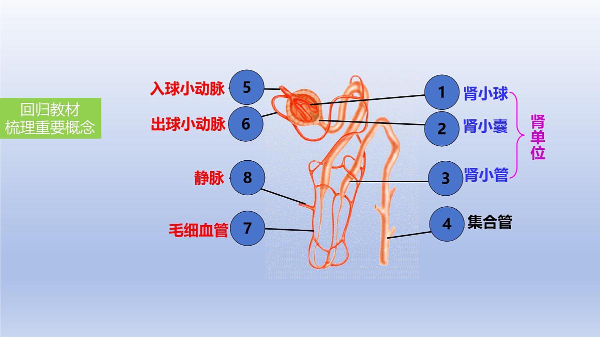 2025年初中生物会考一轮复习课件：第18讲 人体内废物的排出第7页
