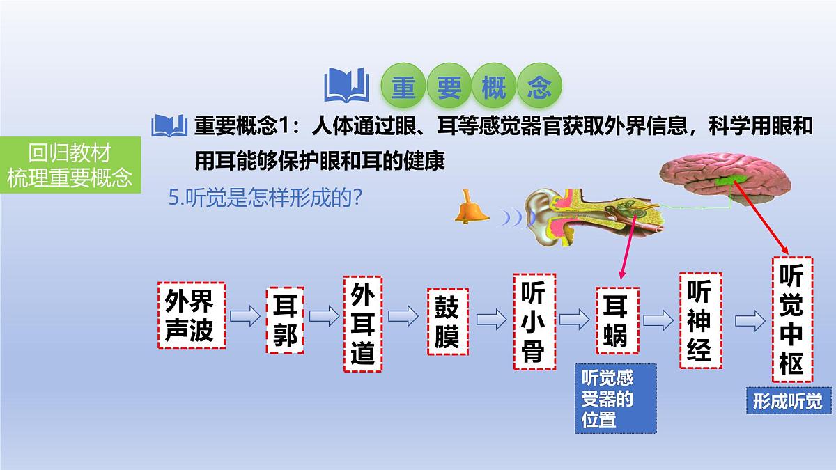 2025年初中生物会考一轮复习课件：第19讲 人体对外界环境的感知、神经系统的组成第7页