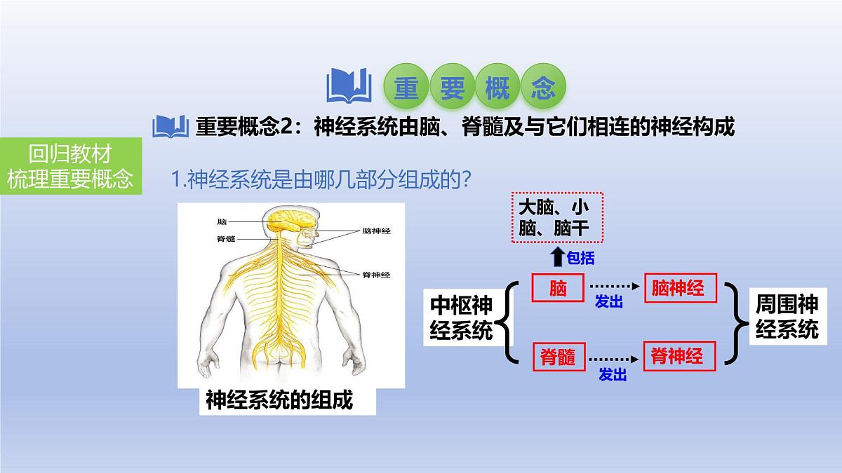 2025年初中生物会考一轮复习课件：第19讲 人体对外界环境的感知、神经系统的组成第8页