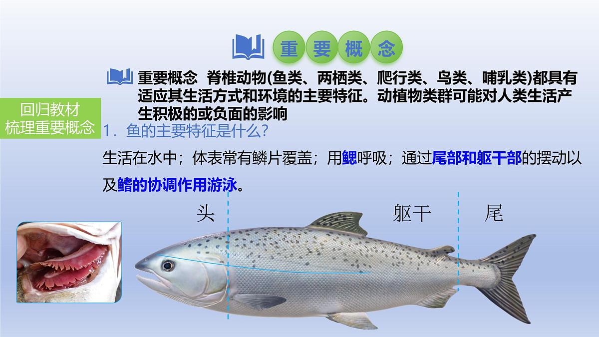 2025年初中生物会考一轮复习课件：第22讲动物的类群——脊椎动物第3页