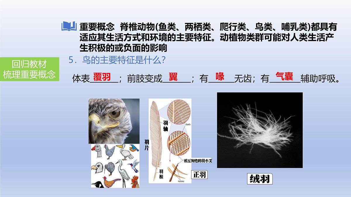 2025年初中生物会考一轮复习课件：第22讲动物的类群——脊椎动物第7页