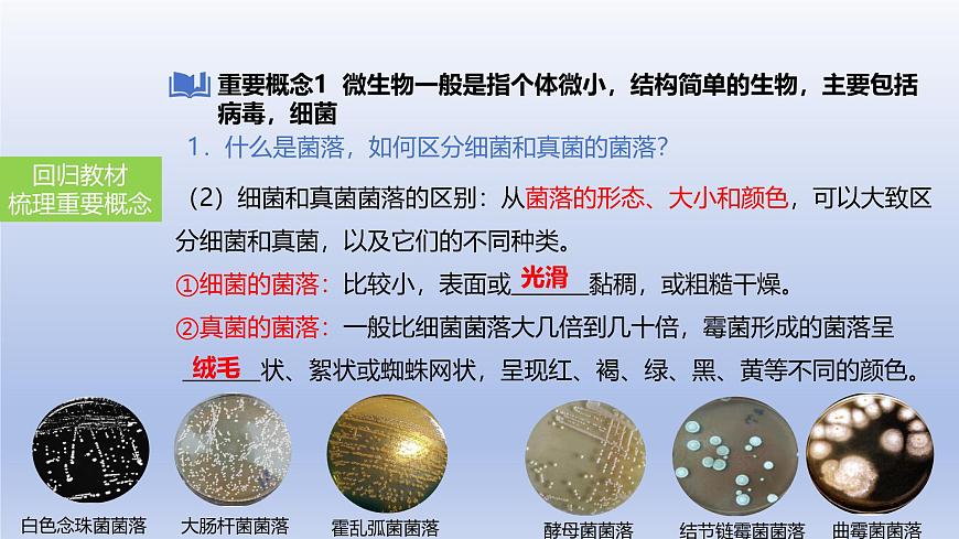 2025年初中生物会考一轮复习课件：第24讲 细菌、真菌和病毒的特征第4页