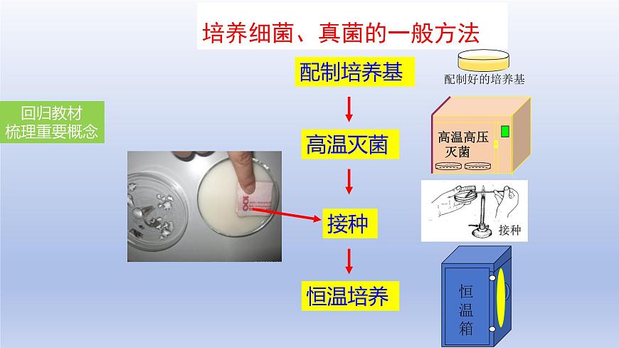 2025年初中生物会考一轮复习课件：第24讲 细菌、真菌和病毒的特征第6页
