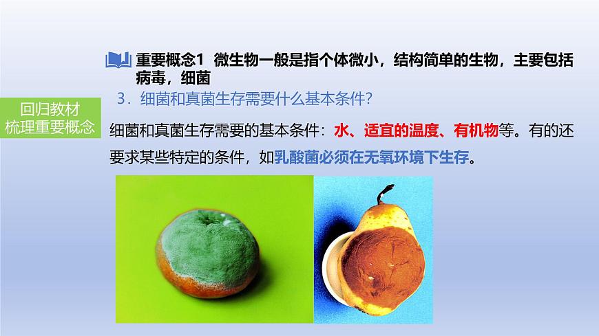 2025年初中生物会考一轮复习课件：第24讲 细菌、真菌和病毒的特征第7页