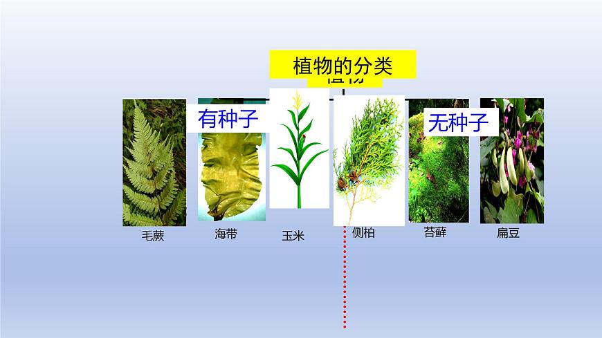 2025年初中生物会考一轮复习课件：第26讲 生物的多样性及其保护第7页