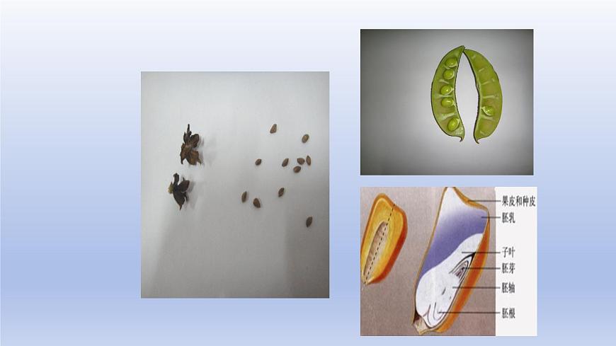 2025年初中生物会考一轮复习课件：第26讲 生物的多样性及其保护第8页