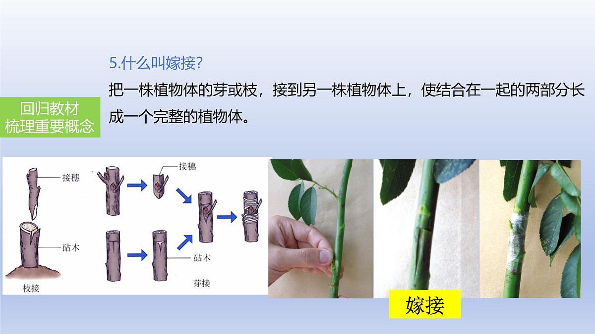 2025年初中生物会考一轮复习课件：第27讲 植物的生殖和发育第8页