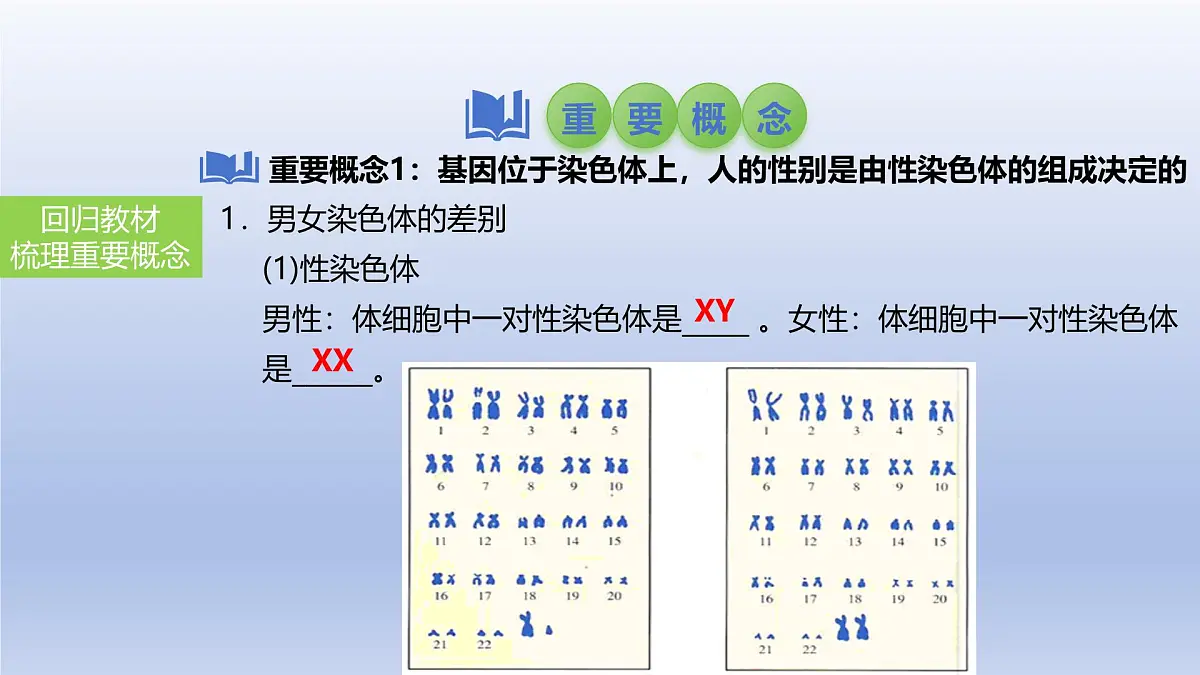 2025年初中生物会考一轮复习课件：第31讲 人的性别遗传与生物的变异第3页