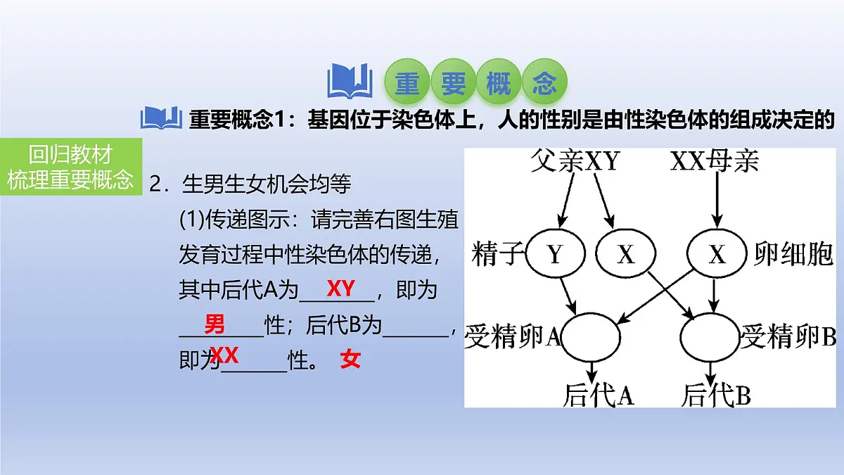 2025年初中生物会考一轮复习课件：第31讲 人的性别遗传与生物的变异第5页
