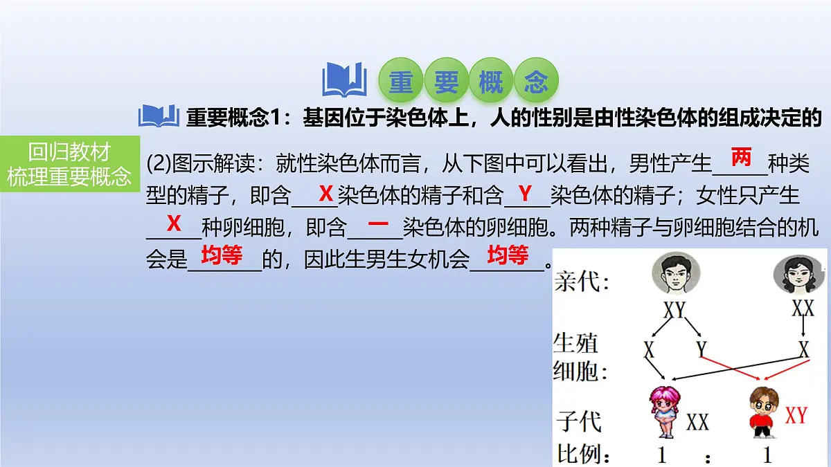 2025年初中生物会考一轮复习课件：第31讲 人的性别遗传与生物的变异第6页