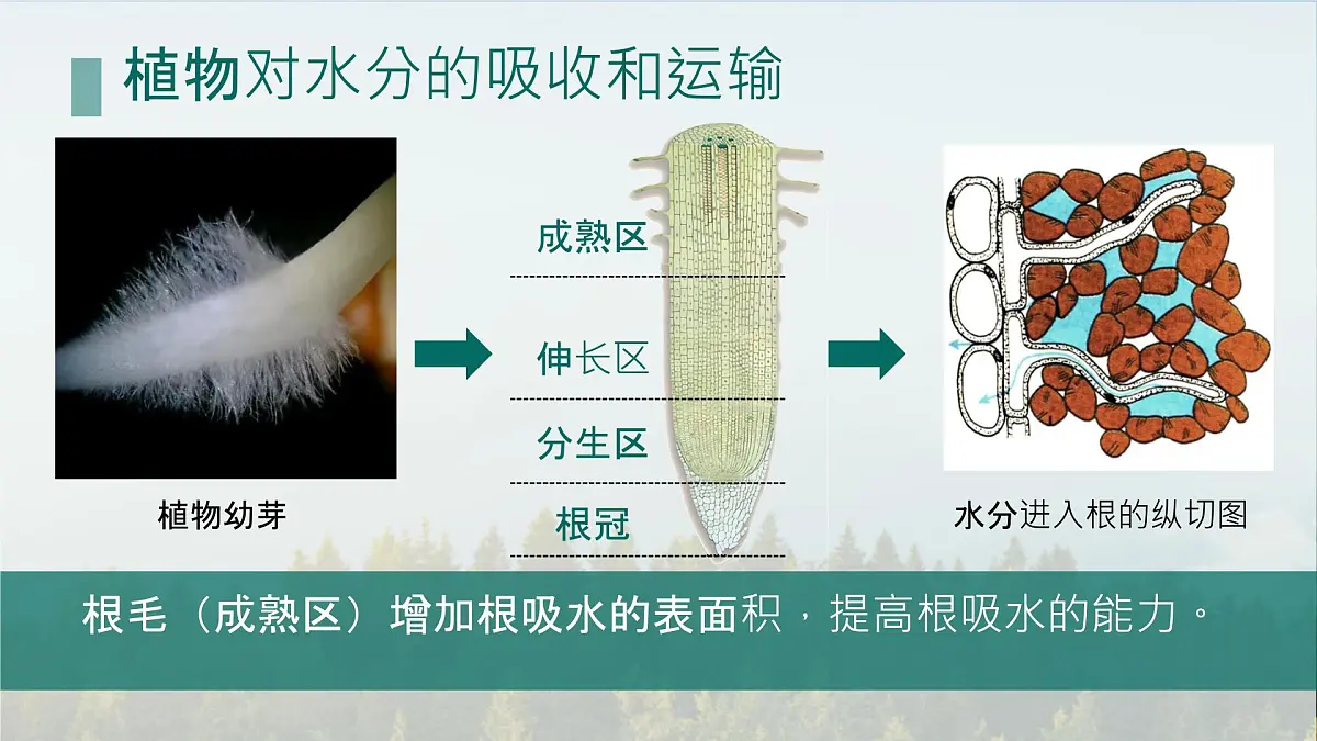 初中生物人教版（2024）七年级下册3.2.1 水的利用与散失 课件第3页