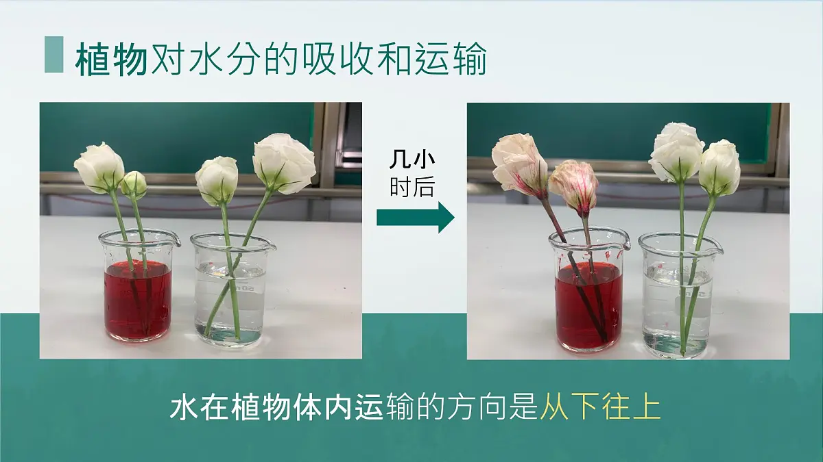 初中生物人教版（2024）七年级下册3.2.1 水的利用与散失 课件第4页
