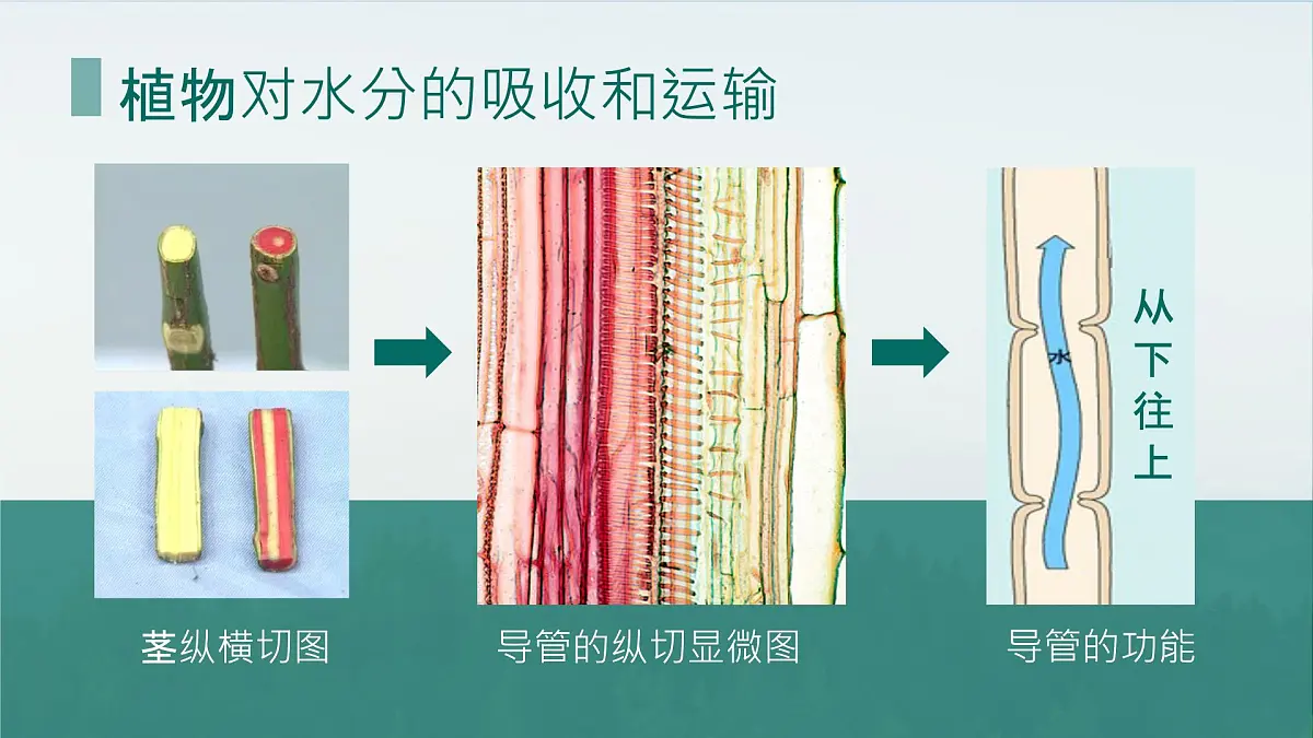 初中生物人教版（2024）七年级下册3.2.1 水的利用与散失 课件第5页
