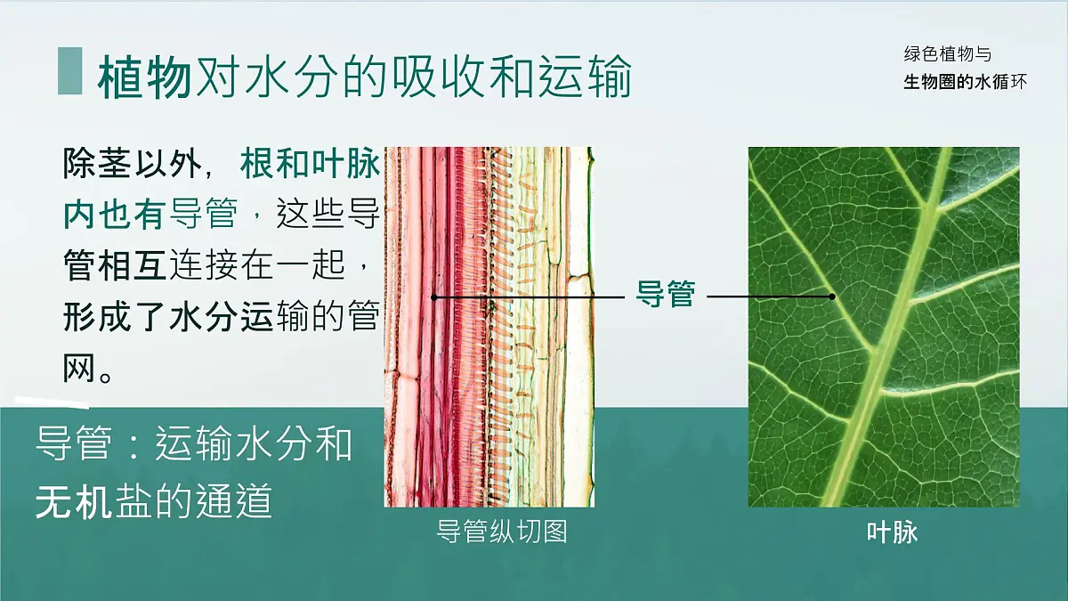 初中生物人教版（2024）七年级下册3.2.1 水的利用与散失 课件第6页