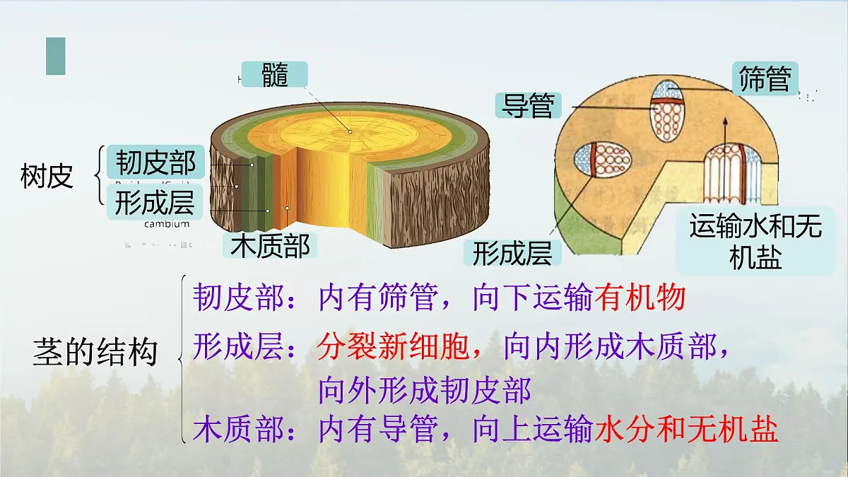 初中生物人教版（2024）七年级下册3.2.1 水的利用与散失 课件第7页