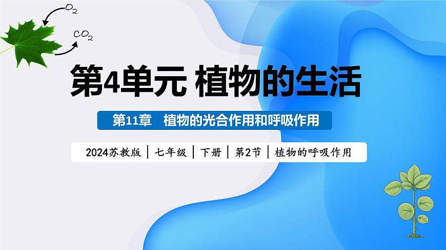 4.11.2 植物的呼吸作用 2025学年七年级生物下册 苏教版2024 课件第1页