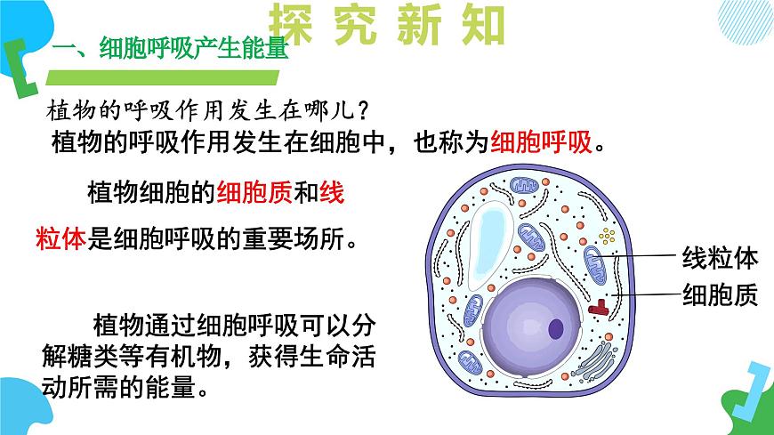 4.11.2 植物的呼吸作用 2025学年七年级生物下册 苏教版2024 课件第7页