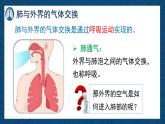 4.8.2 人體細(xì)胞獲得氧氣的過(guò)程（課時(shí)2）課件