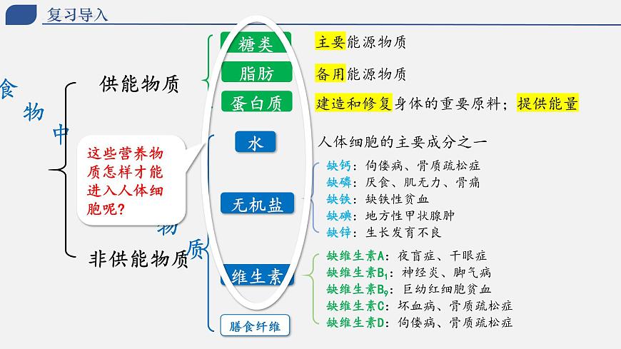 4.2.2 消化和吸收（上课课件） 2025学年七年级生物下册同步教学精美课件（人教版2024）第2页