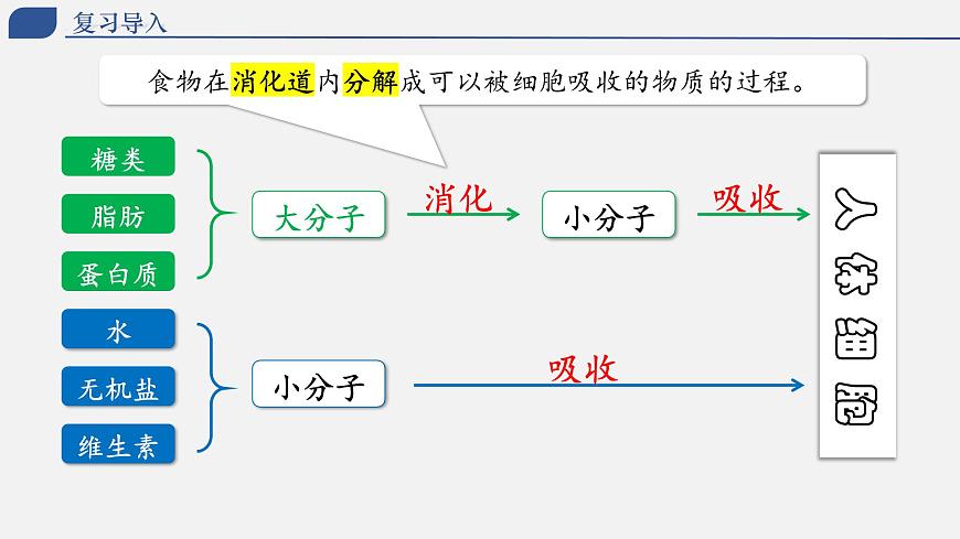 4.2.2 消化和吸收（上课课件） 2025学年七年级生物下册同步教学精美课件（人教版2024）第3页