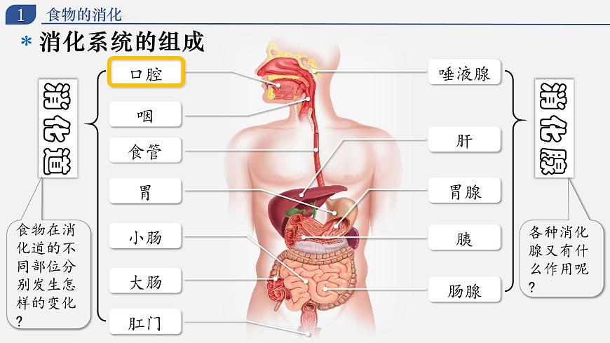 4.2.2 消化和吸收（上课课件） 2025学年七年级生物下册同步教学精美课件（人教版2024）第5页