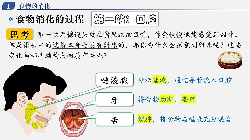 4.2.2 消化和吸收（上课课件） 2025学年七年级生物下册同步教学精美课件（人教版2024）第6页