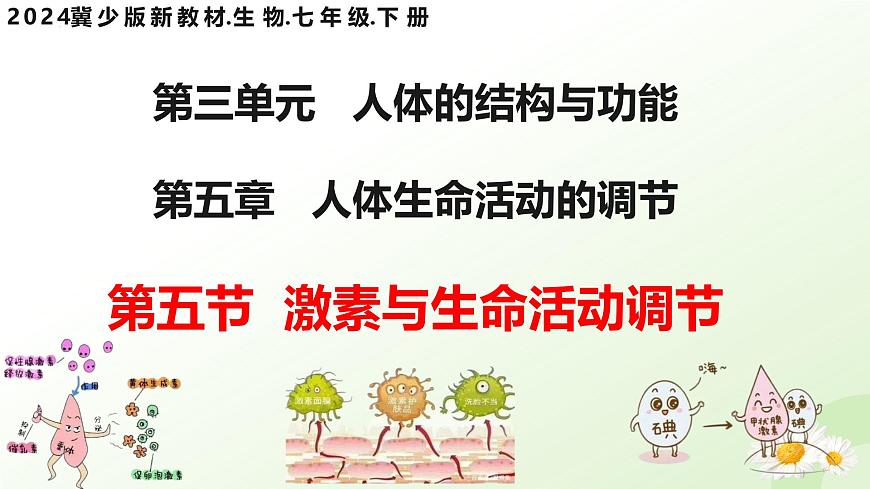 3.5.5 激素与生命活动调节 2025学年七年级生物下册 冀少版2024 课件第1页