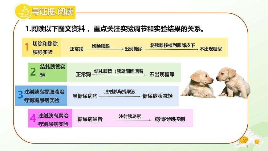 3.5.5 激素与生命活动调节 2025学年七年级生物下册 冀少版2024 课件第4页