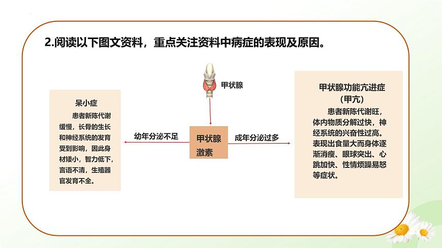 3.5.5 激素与生命活动调节 2025学年七年级生物下册 冀少版2024 课件第5页