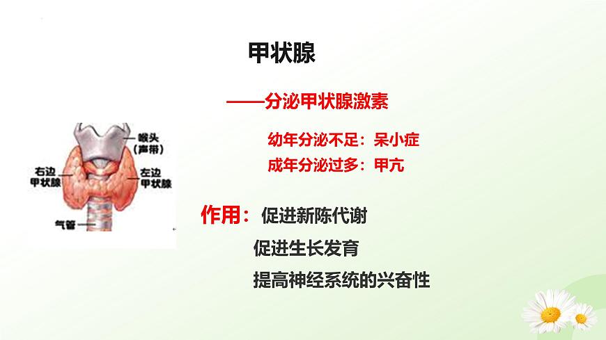 3.5.5 激素与生命活动调节 2025学年七年级生物下册 冀少版2024 课件第7页