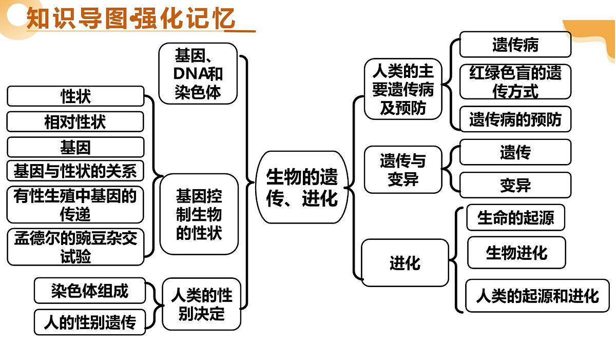 主题六 遗传与进化（二轮突破课件）2025年中考生物二轮复习讲练测（江苏专用）第4页