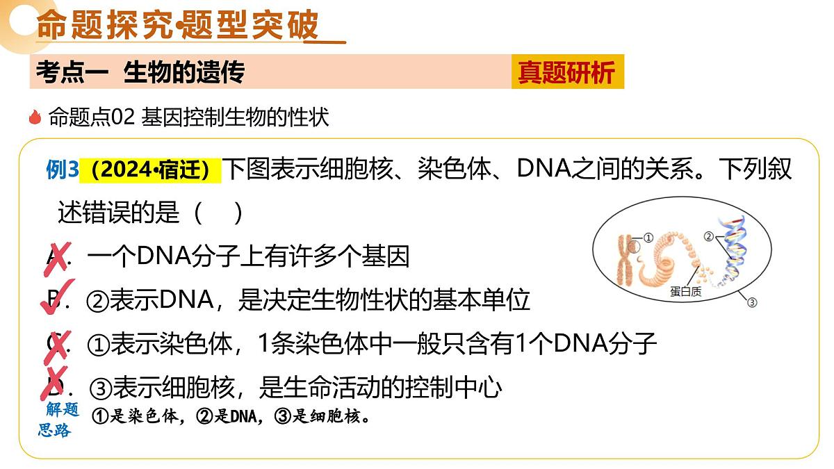 主题六 遗传与进化（二轮突破课件）2025年中考生物二轮复习讲练测（江苏专用）第8页