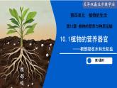 10.1 植物的營養(yǎng)器官（第1課時）（課件） 2025學(xué)年七年級生物下冊 蘇教版