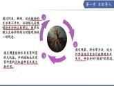10.1 植物的營養(yǎng)器官（第1課時）（課件） 2025學(xué)年七年級生物下冊 蘇教版