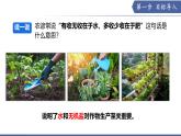 10.1 植物的營養(yǎng)器官（第1課時）（課件） 2025學(xué)年七年級生物下冊 蘇教版