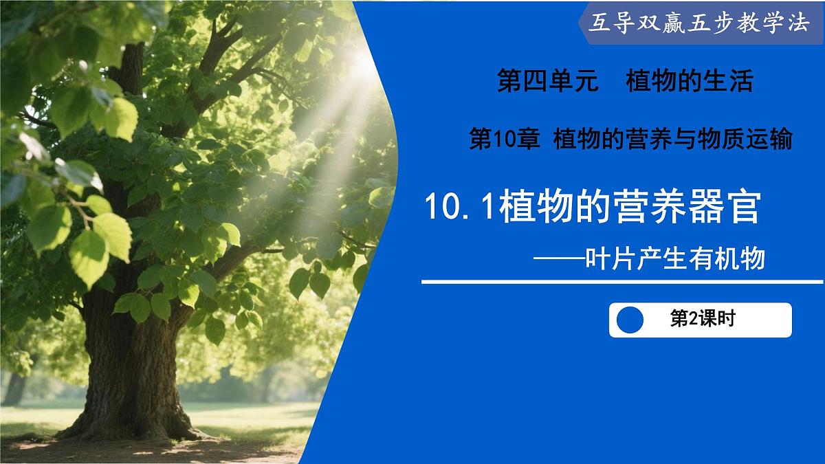 10.1 植物的营养器官（第2课时）（课件）2025学年七年级生物下册苏教版第1页