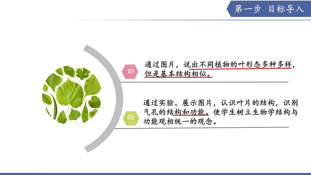 10.1 植物的营养器官（第2课时）（课件）2025学年七年级生物下册苏教版第2页