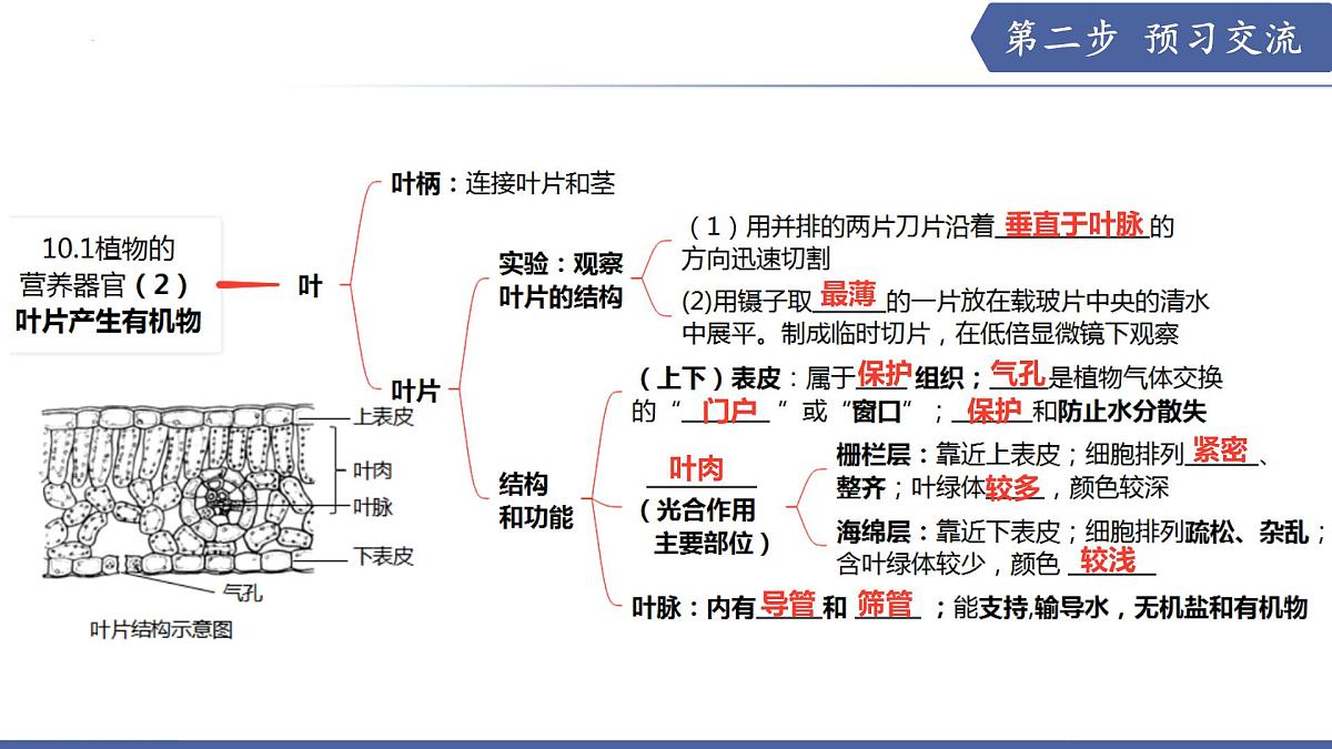 10.1 植物的营养器官（第2课时）（课件）2025学年七年级生物下册苏教版第3页