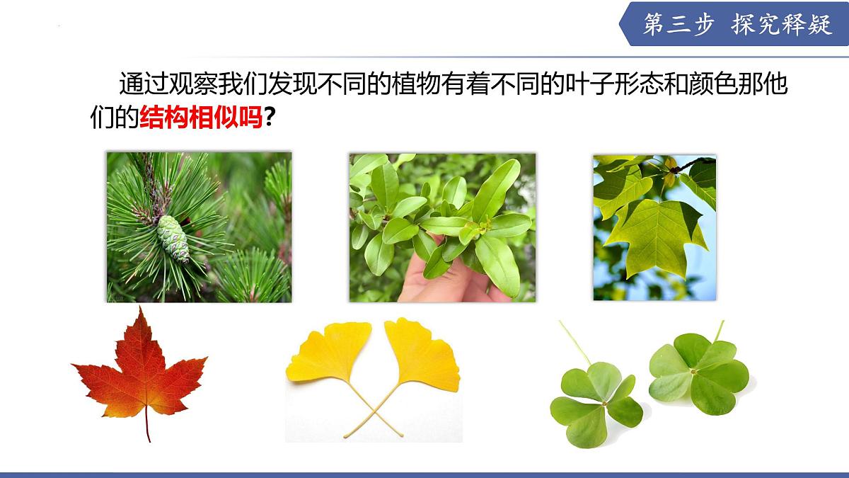 10.1 植物的营养器官（第2课时）（课件）2025学年七年级生物下册苏教版第4页