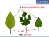 10.1 植物的營養(yǎng)器官（第2課時）（課件）2025學(xué)年七年級生物下冊蘇教版