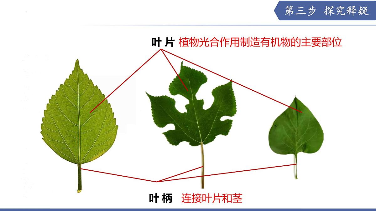 10.1 植物的营养器官（第2课时）（课件）2025学年七年级生物下册苏教版第5页