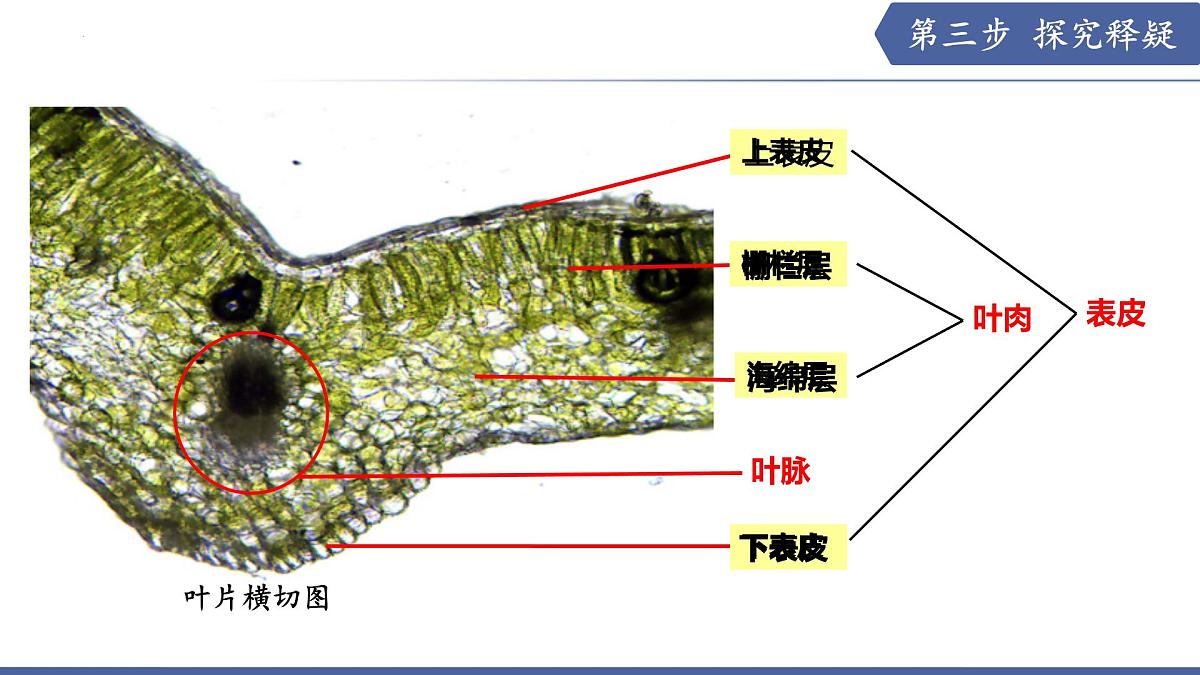 10.1 植物的营养器官（第2课时）（课件）2025学年七年级生物下册苏教版第8页